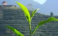 客田鎮(zhèn)：茶樹吐新芽，茶農(nóng)喜增收